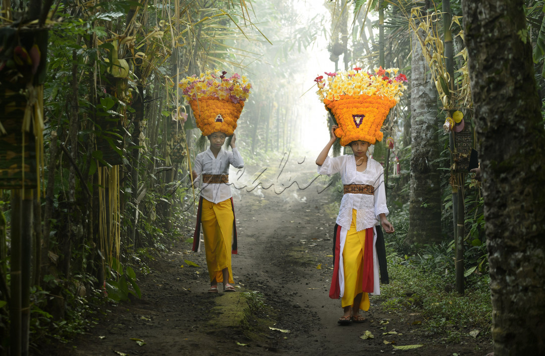 Penari rejang berjalan menyusuri kebun salak di sebuah desa Karangsem Bali ketika hendak menuju pura untuk melakukan tarian adat rejang yang khusus dilakukan oleh gadis-gadis belia.
