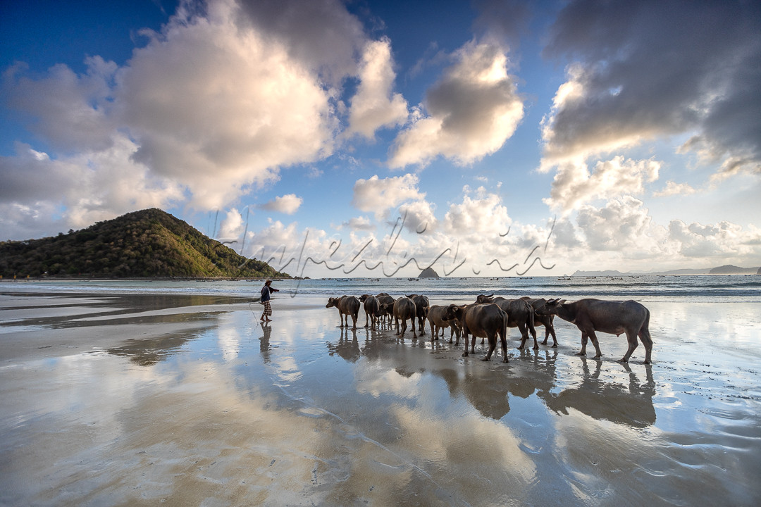 Pantai Selong Belanak merupakan salah satu dari sekian banyak pantai di Lombok Tengah yang memiliki ciri khas pasirnya yang putih dan landai serta daya tariknya adalah terdapat lalu lalang sekumpulan kerbau yang dihalau oleh penggembalanya saat pagi dan sore hari.