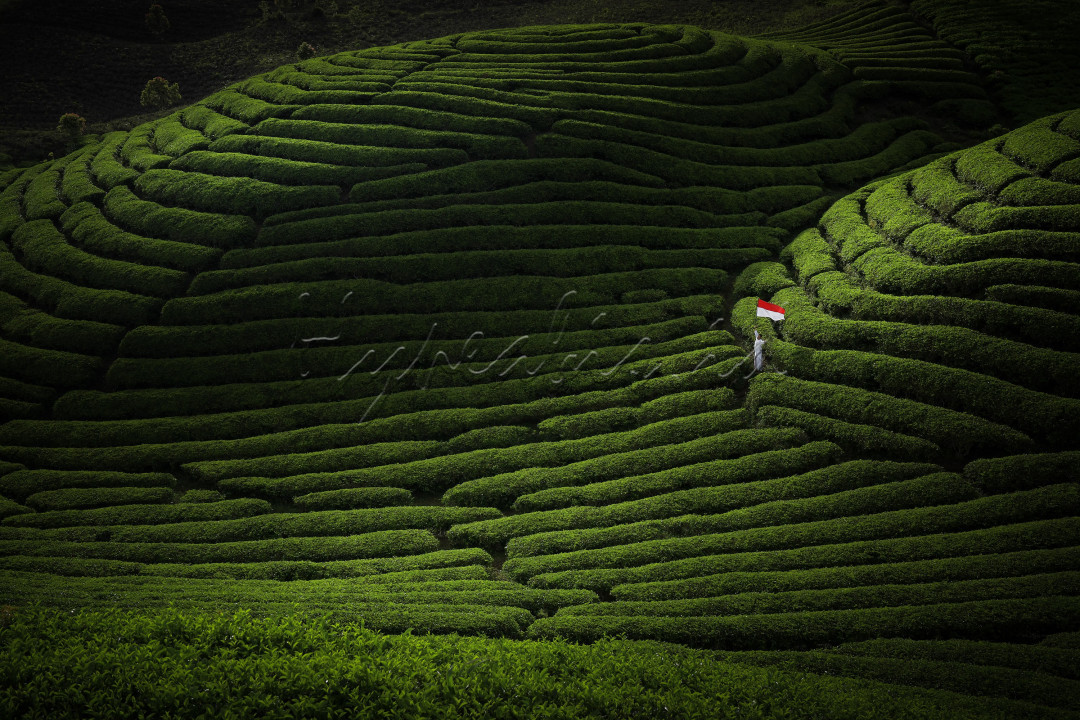 Indah dan suburnya perkebunan teh Kayu Jao Kabupaten Solok Sumatera Barat.