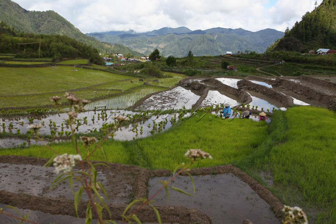 Petani sedang menyiapkan bibit padi organik untuk di tanam di petak sawah terasering di Desa Rinding Allo, Kecamatan Rongkong, Kab. Luwu Utara, Provinsi Sulsel, Sabtu 30 Oktober 2021. Keindahan desa di atas ketinggian ini sangat memanjakan mata dengan hamparan sawah bertangga (terasering).