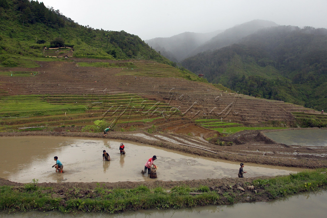 Sejumlah warga bersama anak-anak mencari ikan di sawah terasering di Desa Rinding Allo, Kec. Rongkong, kab. Luwu Utara, Sulsel, Sabtu 30 Oktober 2021. Sawah tersebut dijadikan kolam ikan sebelum ditanami padi.
