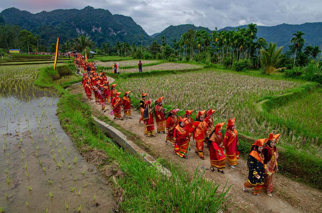 acara budaya batagak penghulu dengan berbagai acara traditional seperti silat dan arakan disawah dalam acara alek nagari situjuah kab.50 kota provinsi Sumatera Barat