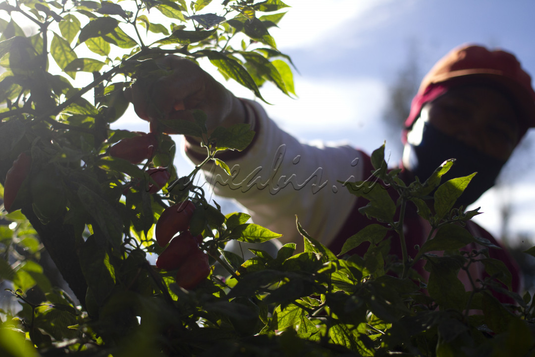 Di Indonesia, Habanero yang merupakan satu spesies dari Capsicum, dikenal dengan sebutan cabai gendol atau cabai bendot. Pada masyarakat Tengger biasa menyebut dengan julukan “Cabe Tengger”. Selain di sekitar Bromo, juga dapat dijumpai di Bandung maupun Dieng.<br />
<br />
Cabe Tengger dari rasa dan bentuk sangat berbeda dengan cabai rawit pada umumnya, bentuknya lebih bulat menggelembung dan pedasnya lebih pedas.<br />
<br />
Tanaman Cabe Tengger memiliki keunggulan dari cabai jenis lainnya yaitu mengandung antioksidan yang tinggi.