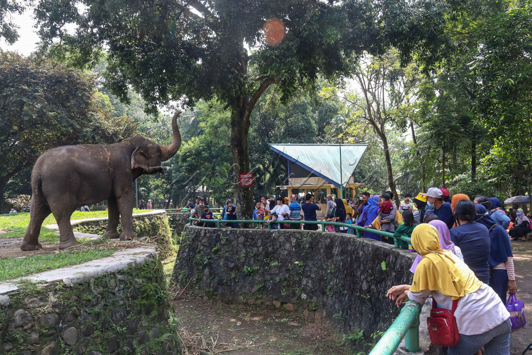 Pengunjung menyaksikan Gajah sumatra (Elephas maximus sumatranus) di Taman Margasatwa Ragunan, Jakarta. Ragunan menjadi salah satu tempat wisata favorit warga Ibu Kota di akhir pekan. Selain itu, tempat wisata ini pun dapat menjadi sarana pembelajaran untuk anak-anak dalam mengenal beberapa jenis satwa yang ada di kebun binatang tersebut.<br />
