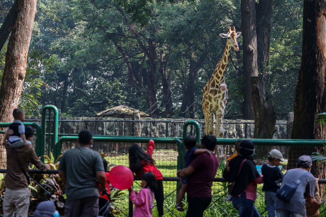 Pengunjung menyaksikan jerapah di Taman Margasatwa Ragunan, Jakarta.<br />
