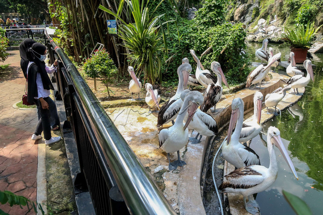 Pengunjung menyaksikan burung pelikan di Taman Margasatwa Ragunan, Jakarta.<br />
