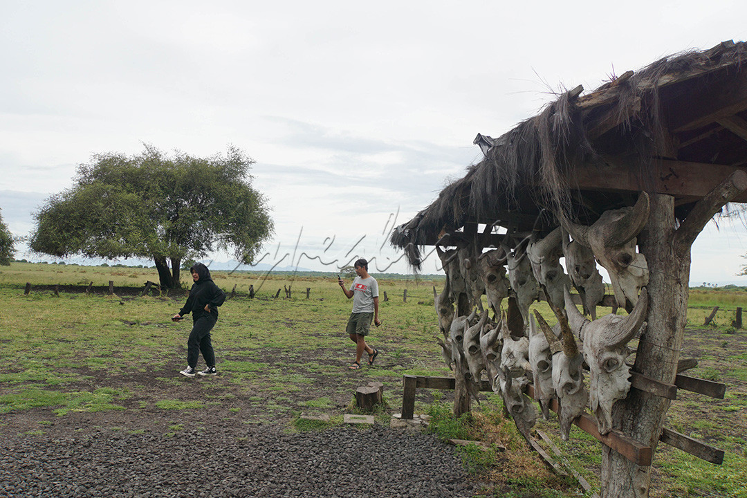 Wisata edukasi, bahari dan alam bisa ditemukan di taman nasional ini seperti objek wisata Goa Jepang, Padang Savana Bekol, Hutan Evergreen dan Pantai Bama.
