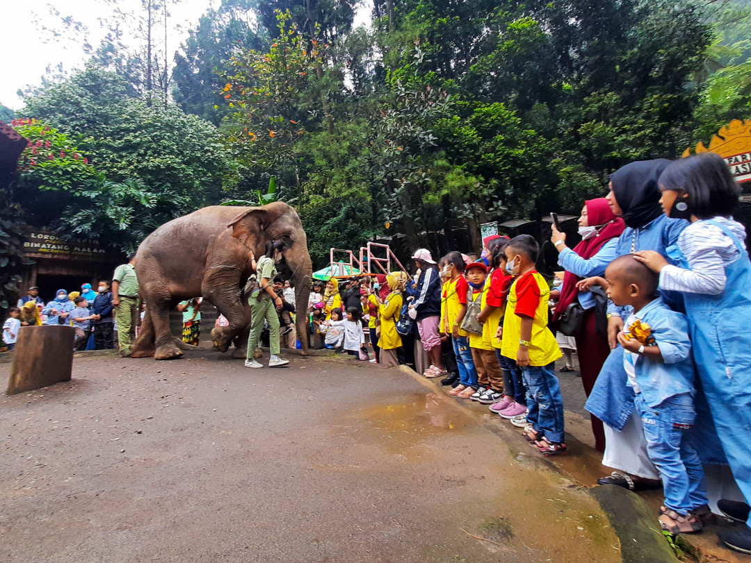 Dayak tarik utama dari Taman Safari adalah mengajak wisatawan menyaksikan dari dekat kehidupan satwa di sana. Pengunjung juga bisa berinteraksi langsung dengan memberi makan hewan-hewan tersebut.