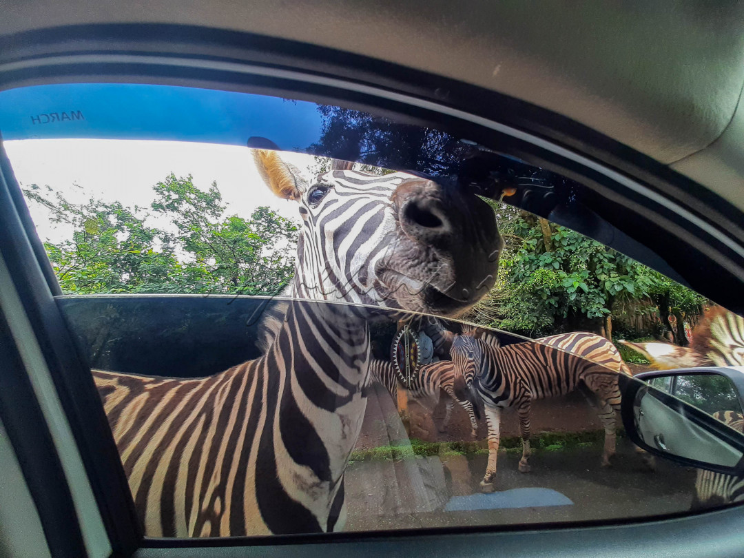 Perjalanan akan diawali dengan bertualang selama kurang lebih 1 jam menggunakan kendaraan pribadi atau bus dalam safari tour. Kemudian, wisatawan akan diajak menikmati 20 wahana permainan, 7 pameran satwa, serta 9 pertunjukkan di area rekreasi.