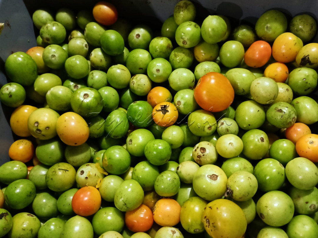 Tomat dengan berbagai ukuran dan warna.