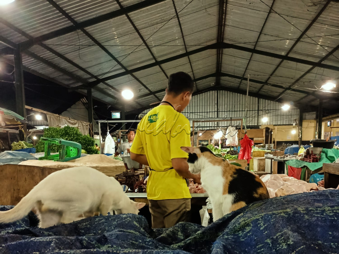 Penjual daging ayam dan kucing-kucing pasar yang setia menunggu jatah makan.