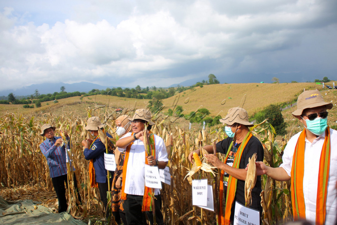 Wakil Bupati Dompu Syahrul Parsan (kedua kanan), Direktur Utama PT Seger Agro Nusantara (SAN) Santoso Leksono Widodo (kanan), dan SEVP Micro and Consumer Finance Bank Mandiri Josephus K Triprakoso (ketiga kanan) saat panen raya jagung di Dompu, NTB, Kamis (24/3). Bank Mandiri berkolaborasi dengan Kemenko Perekonomian, Pemkab Dompu dan PT SAN dalam pengembangan hasil pertanian jagung setempat hingga berhasil mencatat panen raya perdana di tahun 2022 dari masa tanam November 2021, dimana rata-rata petani jagung mitra PT SAN debitur KUR Bank Mandiri menghasilkan 7 ton jagung per ha. Sinergi ini memanfaatkan skema closed loop yang menawarkan kepastian pembelian hasil panen jagung petani oleh PT SAN, Penyediaan Sarana Produksi Pertanian (Saprotan) yang dibantu oleh Mandiri Agen dan juga kemudahan pembayaran angsuran kredit melalui sistem pembayaran setelah panen (yarnen).