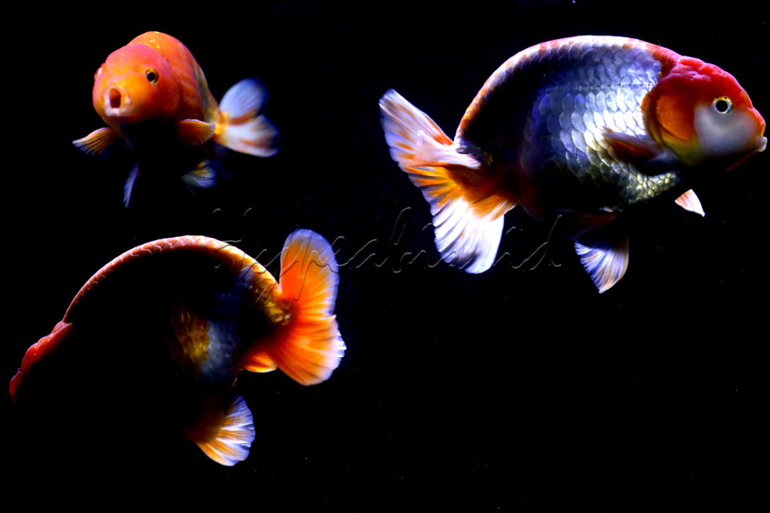 Ikan mas koki Oranda adalah ikan air tawar yang mampu menghadirkan keindahan unik ke akuarium manapun. Daya tarik ini menjadikan mereka ikan mas yang sangat populer di kalangan pecinta ikan hias.<br />
