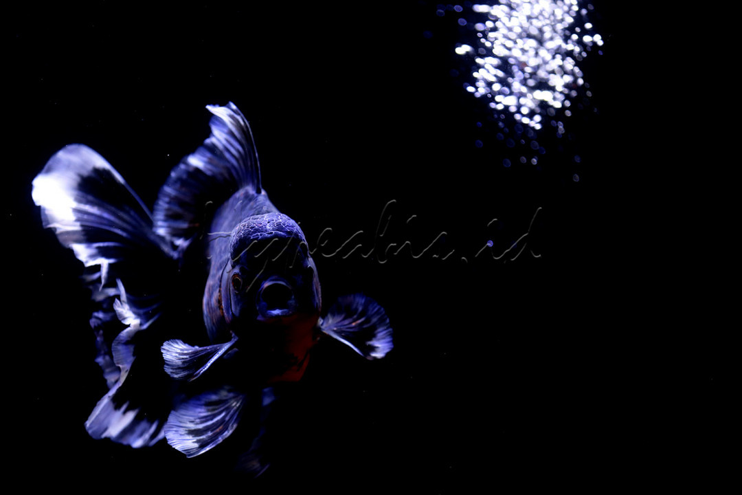 Ikan ini dikenal memiliki mata yang besar dan indra penciuman serta pendengaran yang baik. Kemampuan mereka untuk mendengar berasal dari tulang kecil di dekat tengkoraknya yang menghubungkan kantung kemih dan telinga bagian dalam.