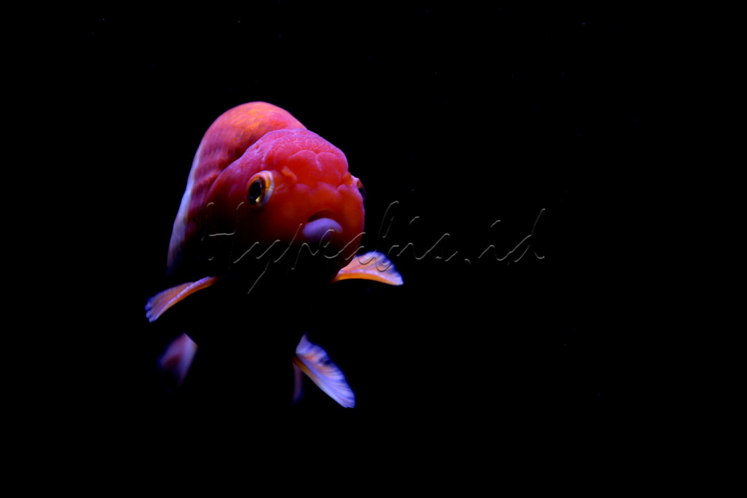 Ukuran mas koki Oranda adalah sekitar 20-23 cm panjangnya.<br />
Ikan mas koki memiliki dua pasang sirip berpasangan dan tiga pasang sirip tunggal, tidak memiliki sisik di kepala, tidak punya gigi, dan menghancurkan makanannya di tenggorokan.