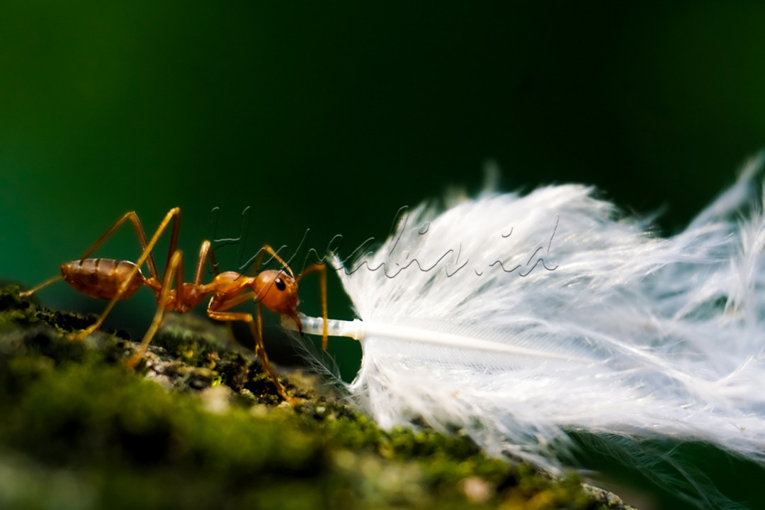 Fotografi makro adalah teknik yang diterapkan dengan mengambil gambar objek kecil menjadi dekat atau close up. Foto makro biasanya memiliki ukuran rasio 1:1 dari ukuran asli benda tersebut. Objek yang biasa difoto menggunakan teknik makro bisa berupa benda mati ataupun makhluk hidup. Contoh benda mati yang sering dijadikan objek misalnya miniatur mainan, percikan air, dan sebagainya. Sementara itu contoh objek makhluk hidup yang bisa difoto dengan teknik ini contohnya seperti bunga maupun serangga