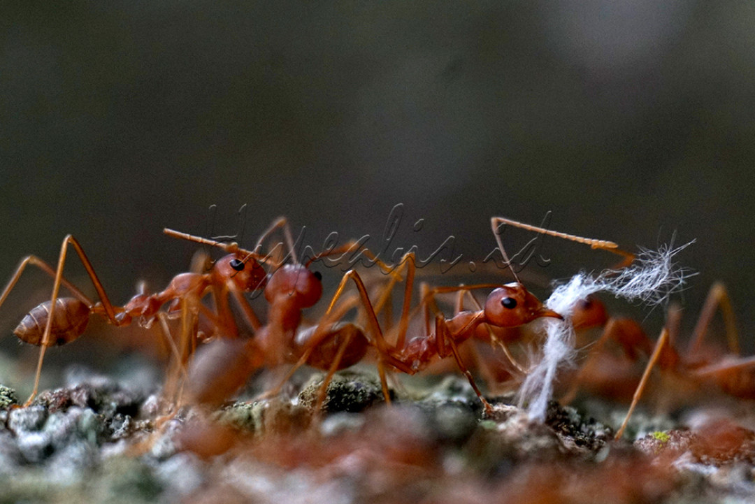 Fotografi makro adalah teknik yang diterapkan dengan mengambil gambar objek kecil menjadi dekat atau close up. Foto makro biasanya memiliki ukuran rasio 1:1 dari ukuran asli benda tersebut. Objek yang biasa difoto menggunakan teknik makro bisa berupa benda mati ataupun makhluk hidup. Contoh benda mati yang sering dijadikan objek misalnya miniatur mainan, percikan air, dan sebagainya. Sementara itu contoh objek makhluk hidup yang bisa difoto dengan teknik ini contohnya seperti bunga maupun serangga<br />
