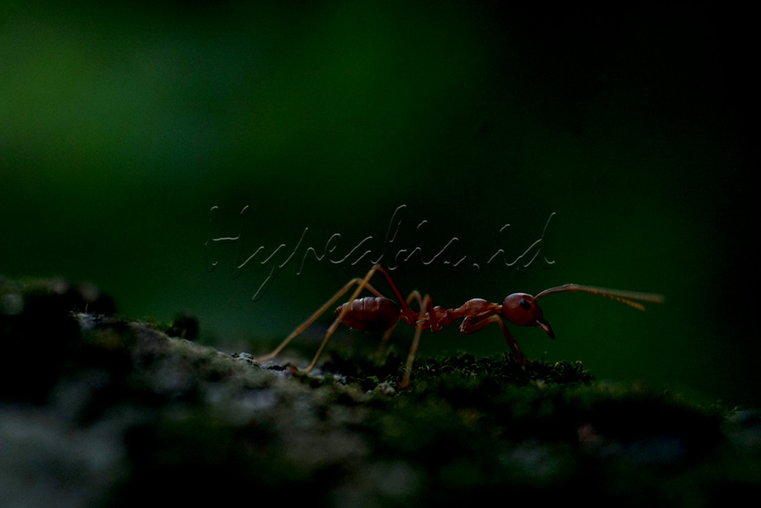 Fotografi makro adalah teknik yang diterapkan dengan mengambil gambar objek kecil menjadi dekat atau close up. Foto makro biasanya memiliki ukuran rasio 1:1 dari ukuran asli benda tersebut. Objek yang biasa difoto menggunakan teknik makro bisa berupa benda mati ataupun makhluk hidup. Contoh benda mati yang sering dijadikan objek misalnya miniatur mainan, percikan air, dan sebagainya. Sementara itu contoh objek makhluk hidup yang bisa difoto dengan teknik ini contohnya seperti bunga maupun serangga<br />
