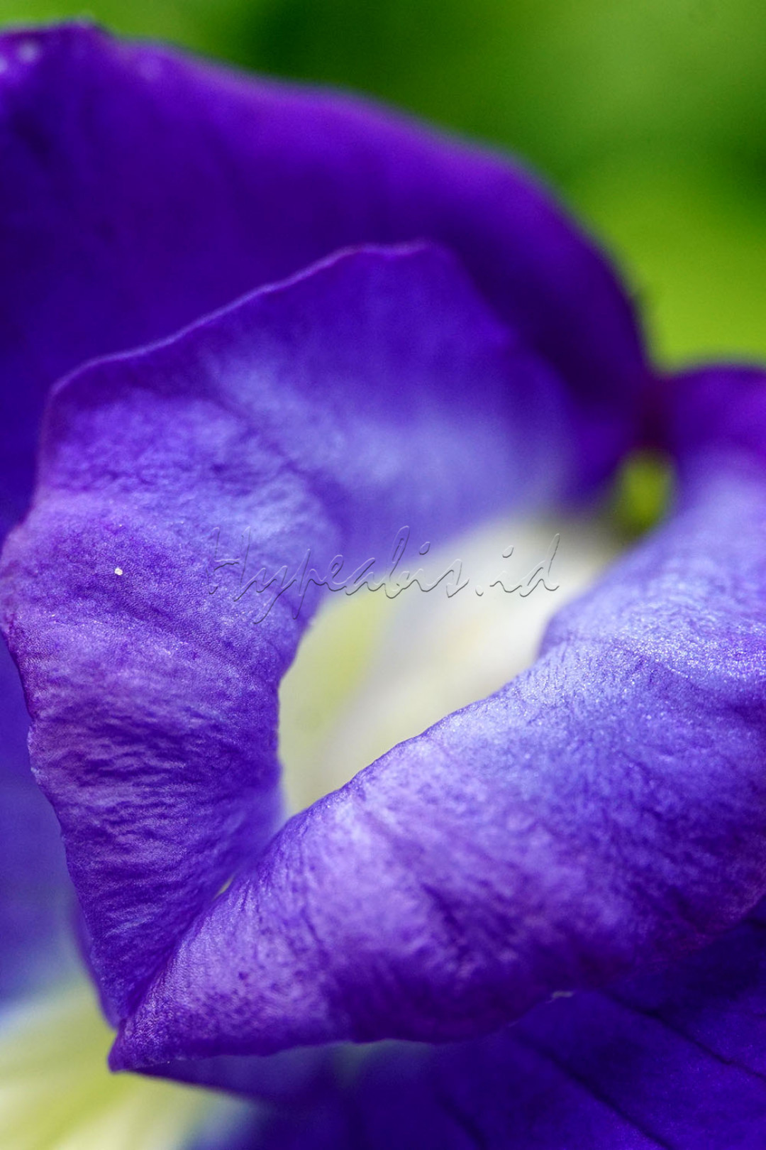 Fotografi makro adalah teknik yang diterapkan dengan mengambil gambar objek kecil menjadi dekat atau close up. Foto makro biasanya memiliki ukuran rasio 1:1 dari ukuran asli benda tersebut. Objek yang biasa difoto menggunakan teknik makro bisa berupa benda mati ataupun makhluk hidup. Contoh benda mati yang sering dijadikan objek misalnya miniatur mainan, percikan air, dan sebagainya. Sementara itu contoh objek makhluk hidup yang bisa difoto dengan teknik ini contohnya seperti bunga maupun serangga<br />
