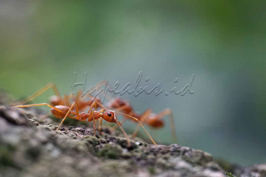 Fotografi makro adalah teknik yang diterapkan dengan mengambil gambar objek kecil menjadi dekat atau close up. Foto makro biasanya memiliki ukuran rasio 1:1 dari ukuran asli benda tersebut. Objek yang biasa difoto menggunakan teknik makro bisa berupa benda mati ataupun makhluk hidup. Contoh benda mati yang sering dijadikan objek misalnya miniatur mainan, percikan air, dan sebagainya. Sementara itu contoh objek makhluk hidup yang bisa difoto dengan teknik ini contohnya seperti bunga maupun serangga<br />
