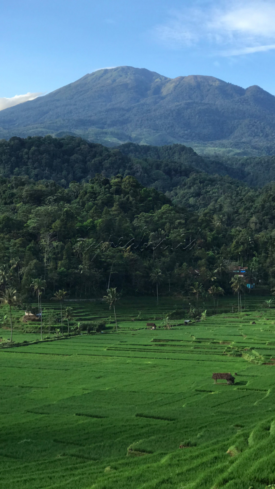 Suasana area persawahan di kawasan Bantaragung, Majalengka, Jawa Barat.