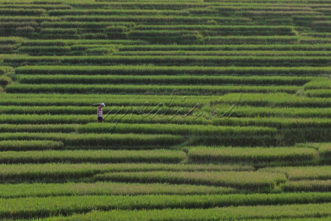 Kabupaten Majalengka ternyata menyimpan pesona wisata alam yang indah. Salah satu destinasinya adalah Desa Wisata Bantaragung, yang terletak di Sindangwangi, Majalengka, Jawa Barat.<br />
