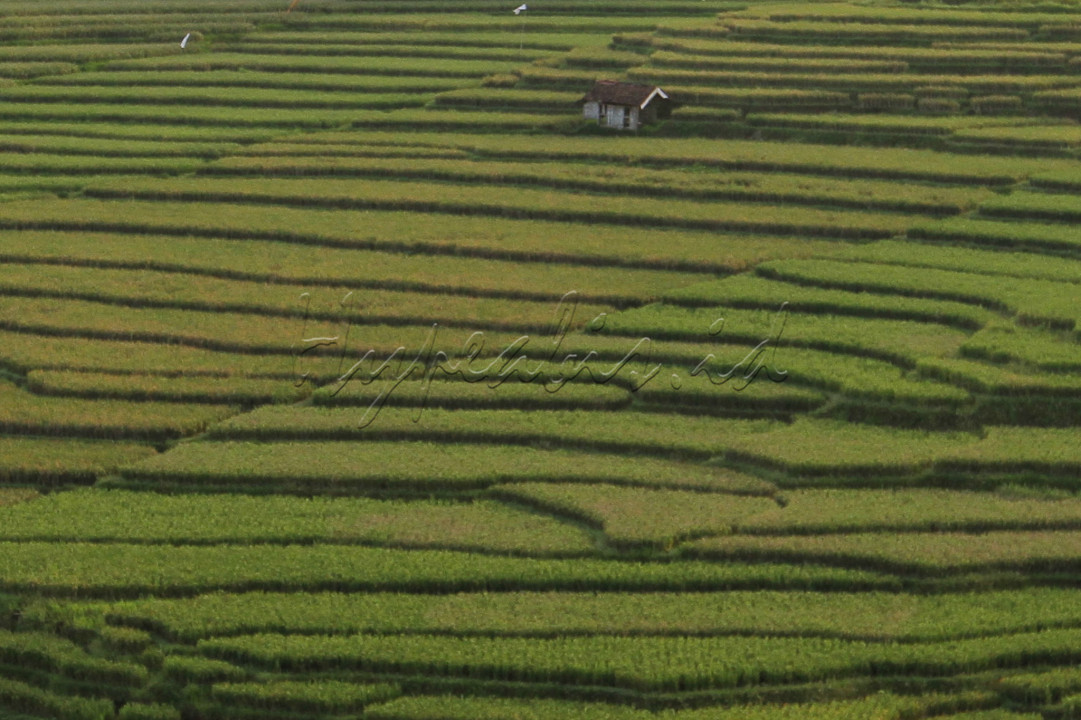 Area persawahan ini lebih dikenal dengan terasering Ciboer Pass.