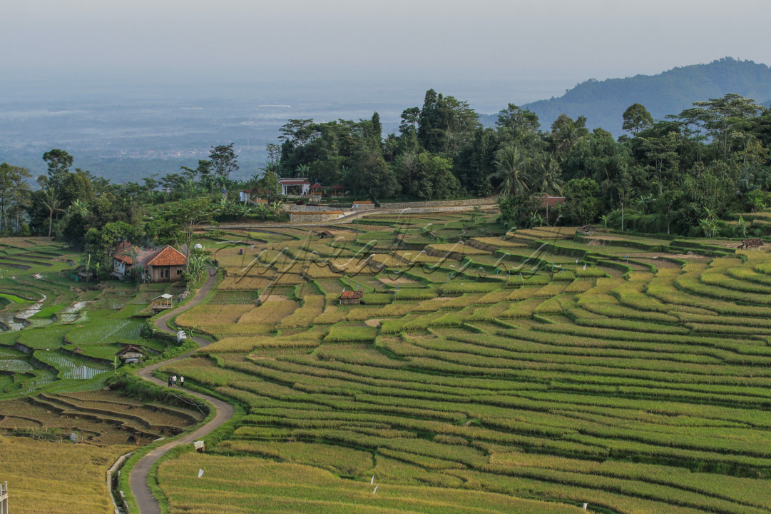 Pemandangan yang asri nan hijau dengan latar belakang gunung Ciremai menjadi daya tarik tersendiri bagi wisatawan lokal maupun luar daerah.