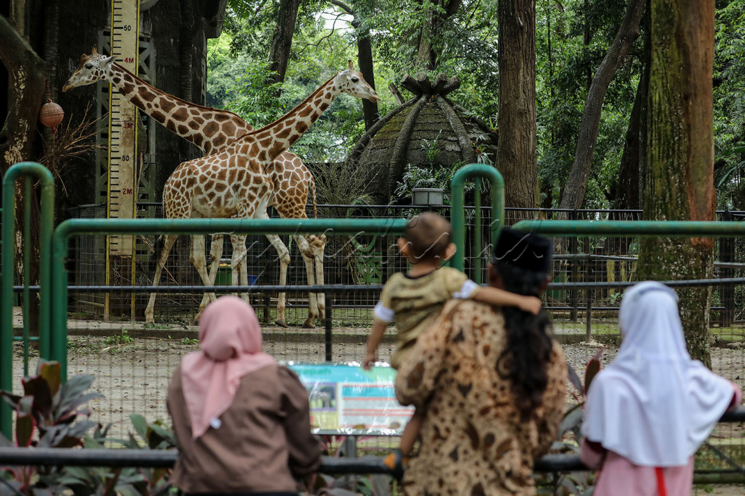 Pengunjung melihat jerapah di Taman Margasatwa Ragunan, Jakarta, Selasa (3/5/2022). Warga Jakarta dan sekitarnya memanfaatkan libur Idulfitri 1443 H untuk berekreasi bersama keluarga ke tempat-tempat wisata di Ibu Kota. <br />
