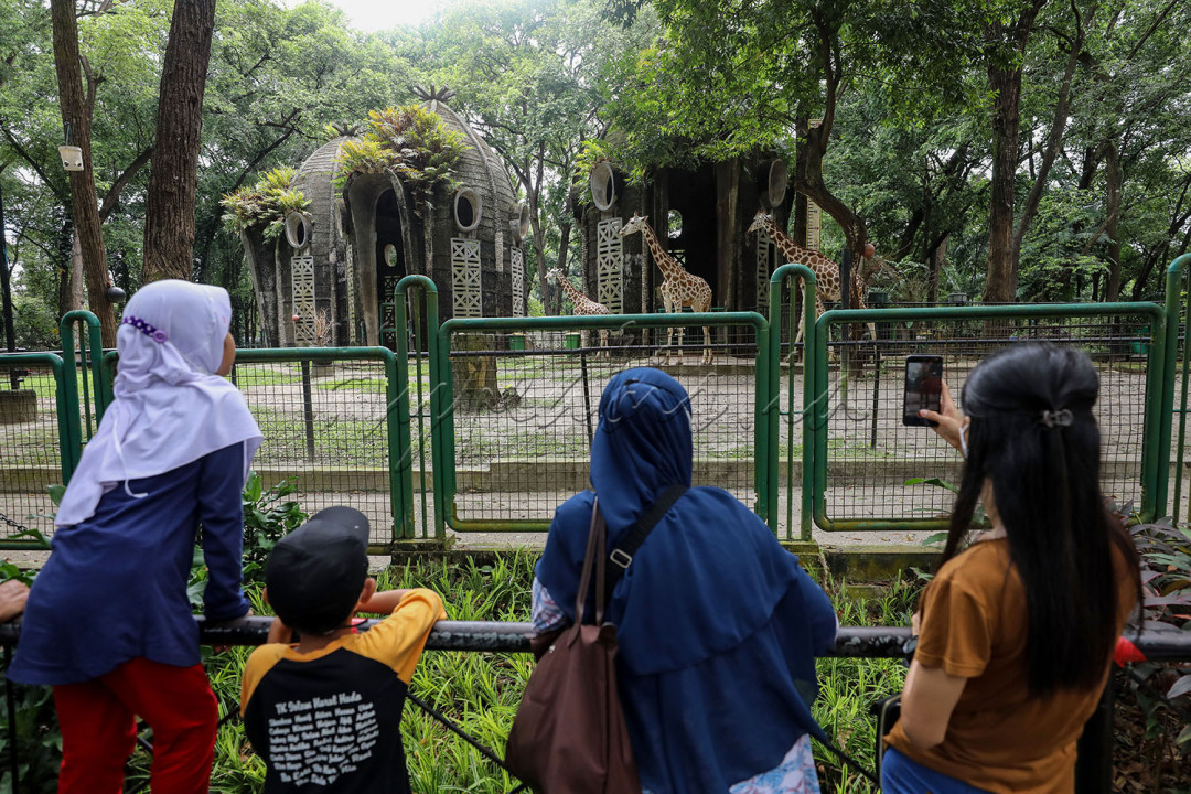 Pengunjung melihat jerapah di Taman Margasatwa Ragunan, Jakarta, Selasa (3/5/2022). Warga Jakarta dan sekitarnya memanfaatkan libur Idulfitri 1443 H untuk berekreasi bersama keluarga ke tempat-tempat wisata di Ibu Kota. <br />
