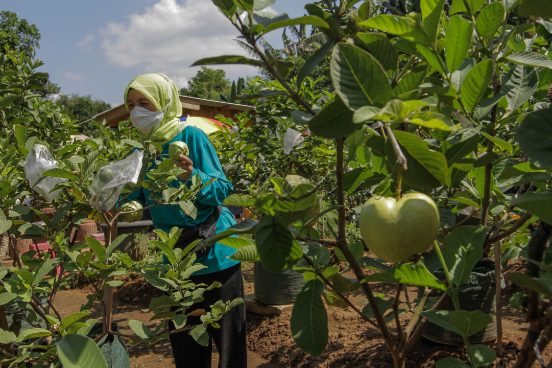 Warga memanen hasil pertanian urban farming di Jakarta.