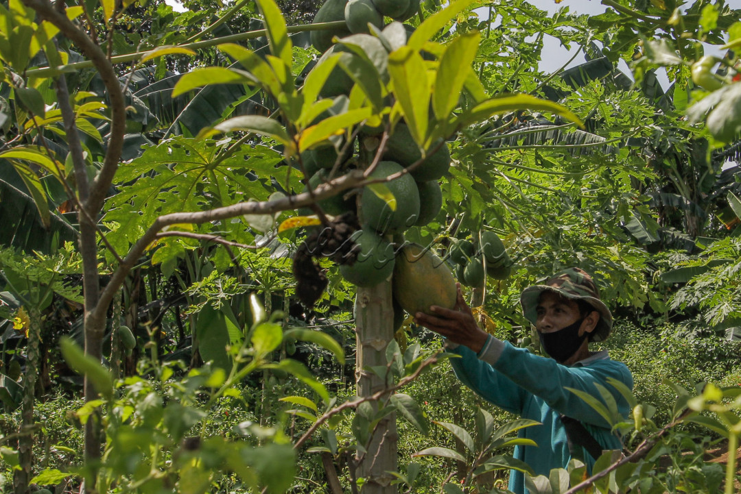 Warga memanfaatkan lahan tidur di Ibu Kota untuk digunakan sebagai ladang pertanian sayur dan buah.