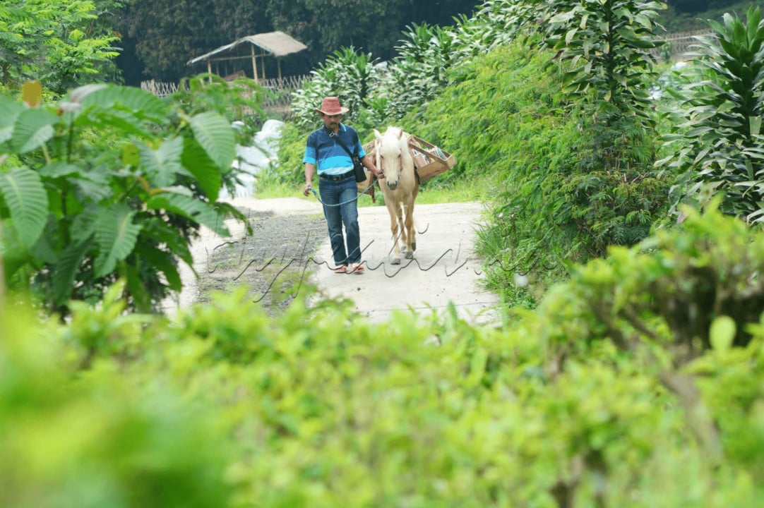Serang, sebuah desa yang terletak di kaki Gunung Slamet hari itu diselimuti kabut tebal. Ridwan Sururi berjalan menembus kabut bersama Luna, kuda kesayangnya. 