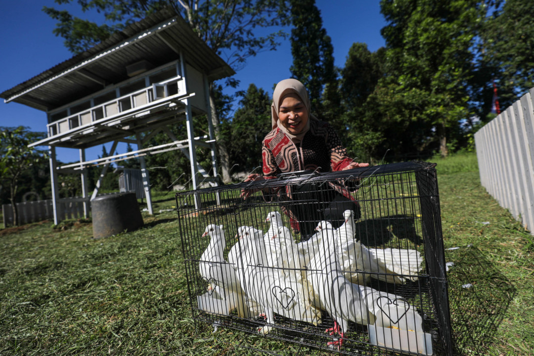 Pengunjung yang gemar mengeksplorasi hewan juga akan bertemu dan diperbolehkan berinteraksi dengan ayam kate, ayam mutiara, merpati kipas, dan kelinci di mini <em>zoo </em>milik Bogor Fruit Garden.