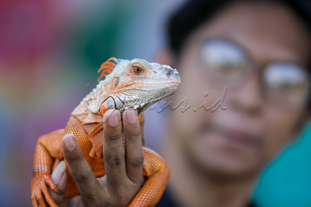 Adapun beberapa hewan yang mereka pelihara seperti reptil dari ular yang tidak berbisa hingga yang berbisa, iguana, burung hantu, berang-berang, musang, kadal, landak, biawak dan sebagainya. 