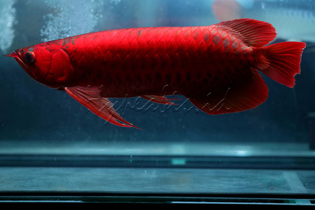 Ikan Arwana merupakan suku kecil ikan air tawar primitif yang masih dijumpai hingga sekarang. Meskipun bersifat predator seperti kerabat dekatnya ikan Arapaima gigas