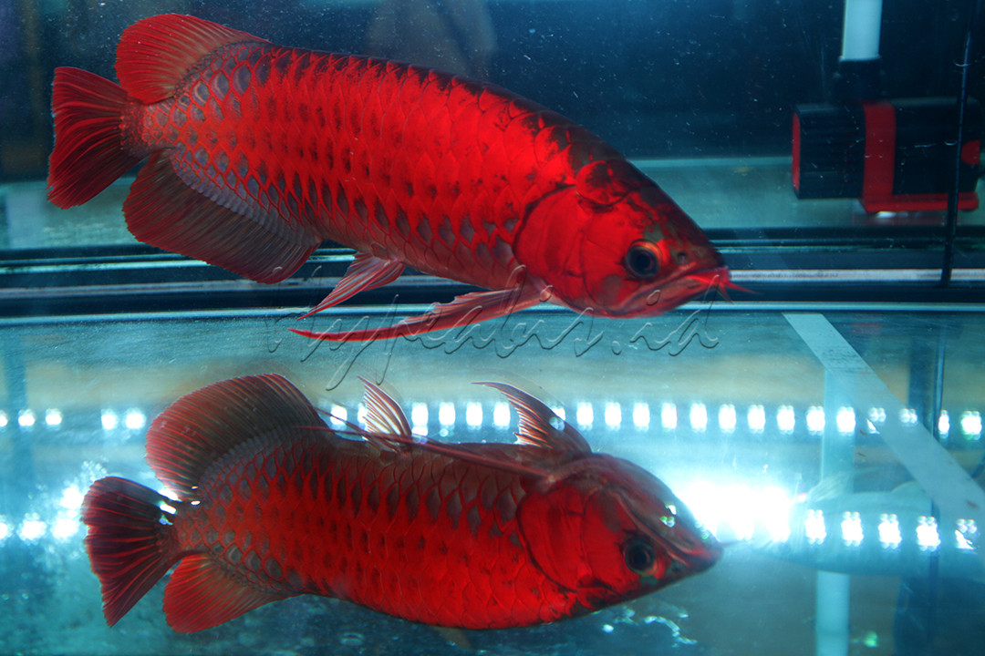 Ikan arwana memiliki warna sisik yang sangat menawan. Bahkan keindahan sisiknya diperlombakan dan harganya dapat mencapai belasan hingga ratusan juta rupiah.<br />
