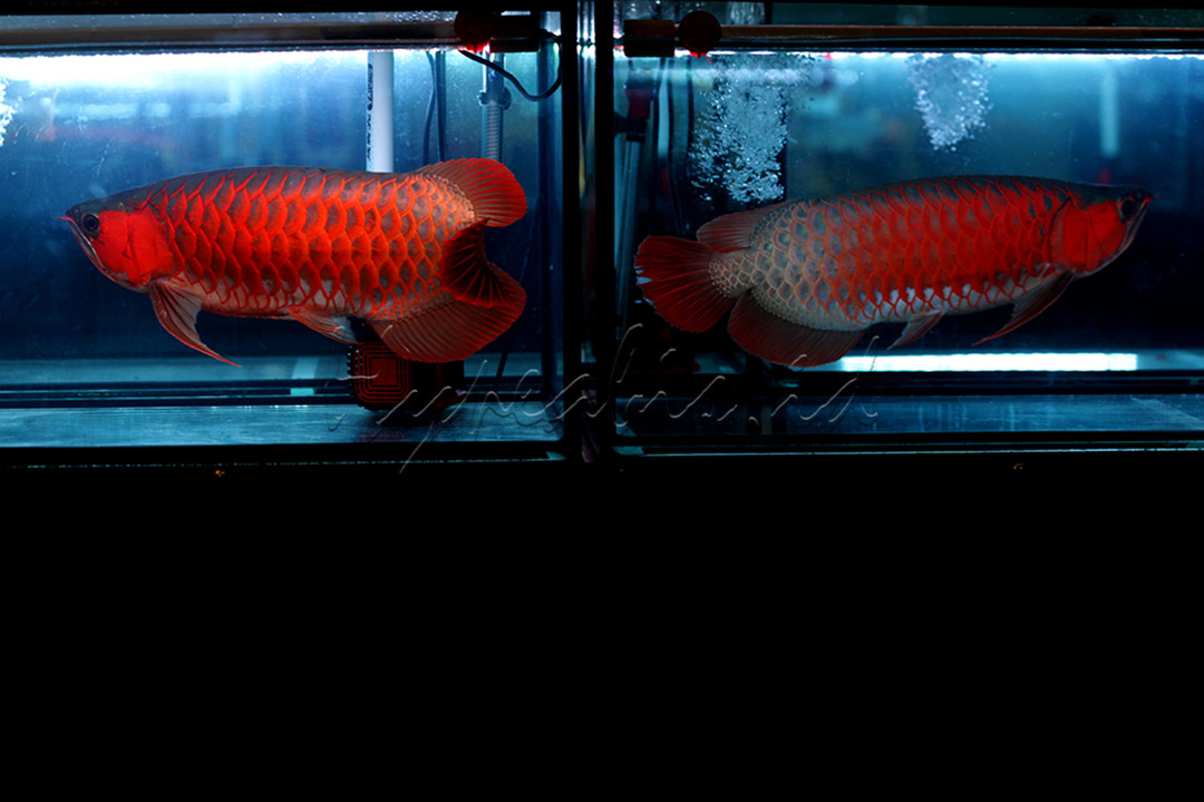 Ikan arwana sangat diminati oleh orang yang gemar memelihara ikan di seluruh dunia, karena sering dilihat sebagai simbol keberuntungan, kekayaan, dan kemakmuran.<br />
