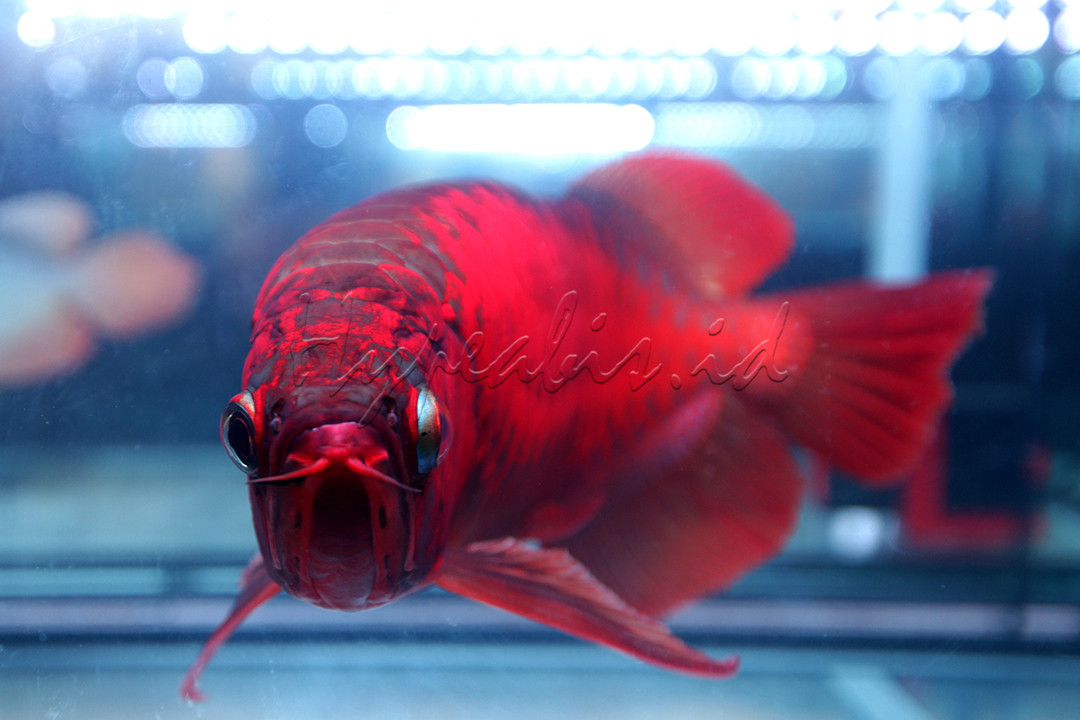 Pemilik ikan ini percaya bahwa jika dirawat dengan baik, akan melindungi mereka dari kemalangan dan bahkan memberi mereka keberuntungan.