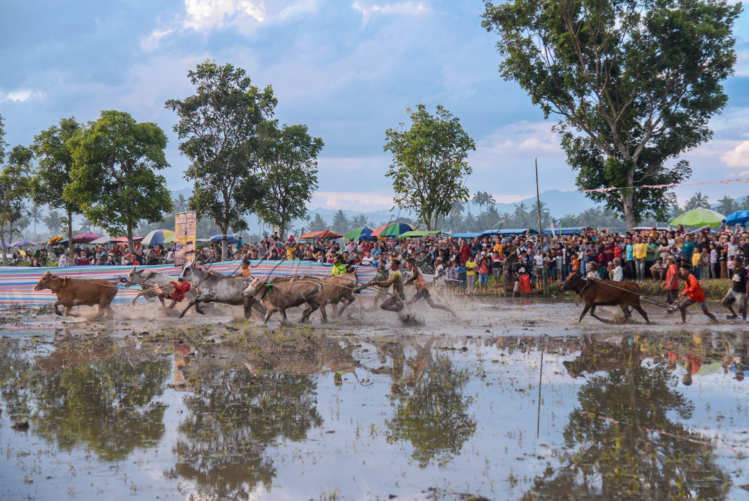 Pacu jawi merupakan salah satu budaya di sumatra barat