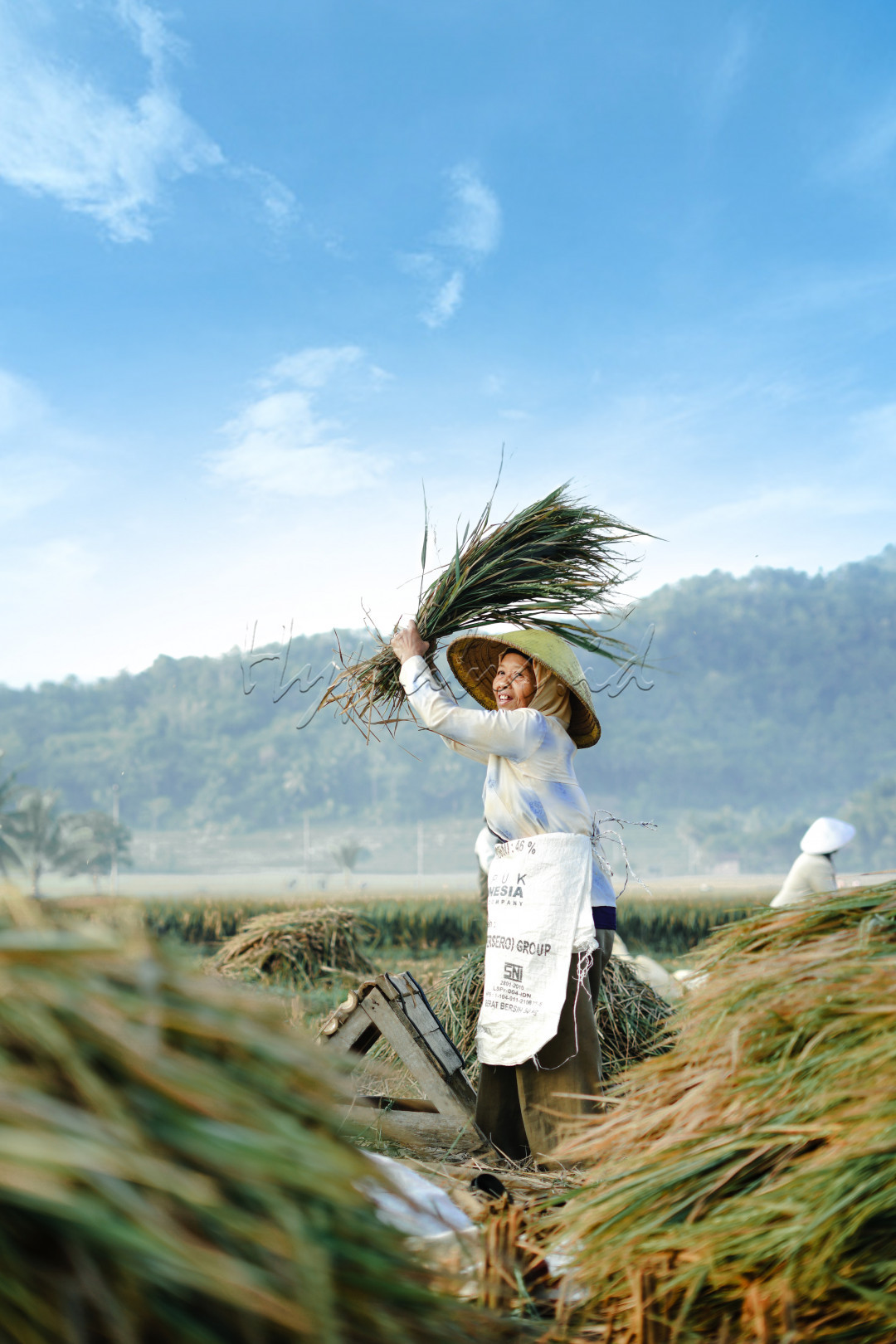 Petani memanen dengan rasa bahagian, ini membuktikan bahwa semuanya sesuai harapan. Indonesia tanah yang subur.