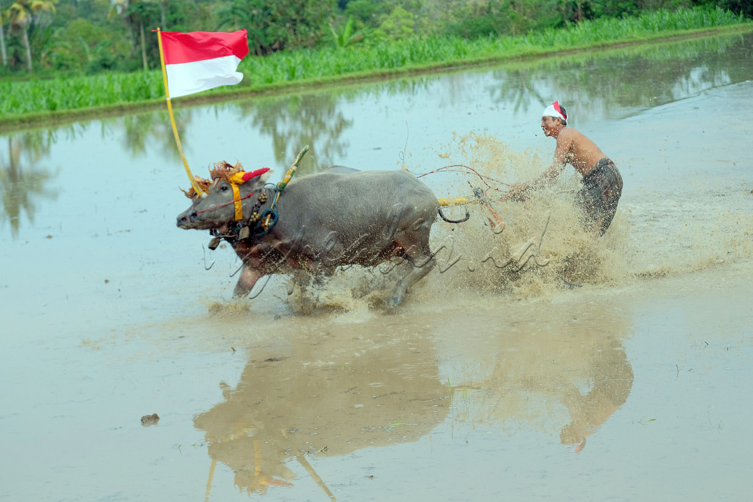 Warga memacu kerbau saat mengikuti atraksi budaya Makepung Lampit Merah Putih di persawahan Peh Kaja, Desa Kaliakah, Jembrana, Bali. Atraksi budaya Makepung Lampit Merah Putih tersebut digelar untuk memeriahkan HUT RI ke-77 dan melestarikan warisan budaya leluhur sekaligus membangkitkan pariwisata.