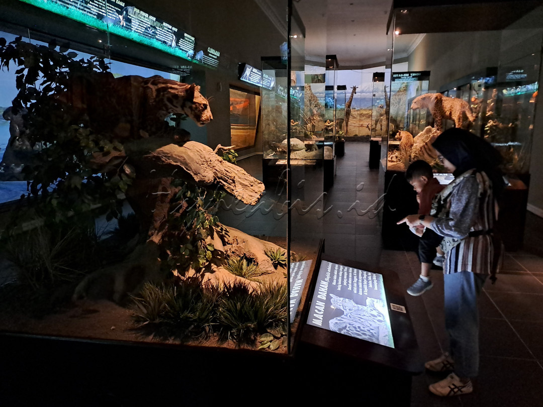 Berkunjung ke Jatim Park 2 di Batu, Jawa Timur lengkap rasanya bila mengunjungi Museum Satwa.
<div> </div>
