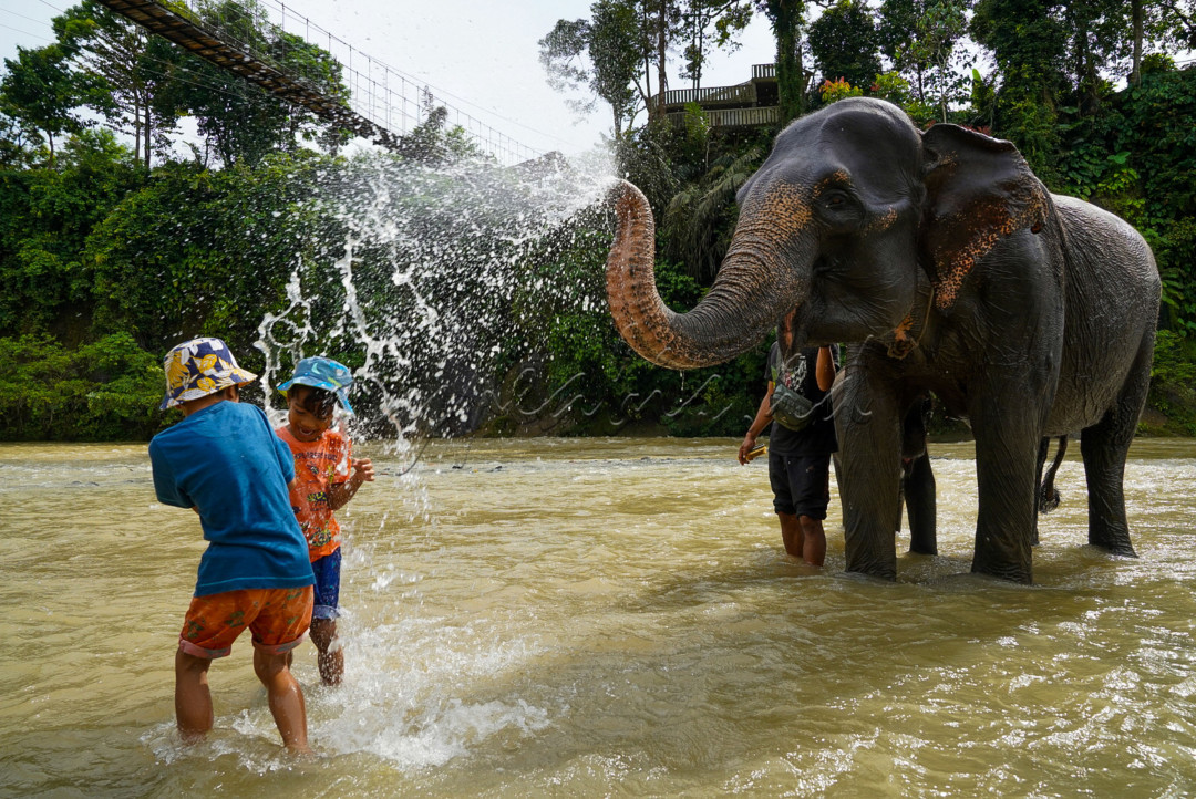 Dua anak kecil bermain bersama Gajah Sumatera terlatih di Tangkahan Kabupaten Langkat, Sumatera Utara