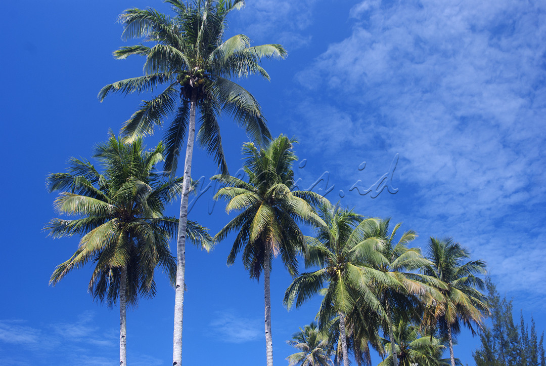 Suatu kawasan yang banyak dihiasi pohon kelapa dan merupakan destinasi pariwisata nasional yang berada di Kota Balikpapan, Kalimantan Timur.