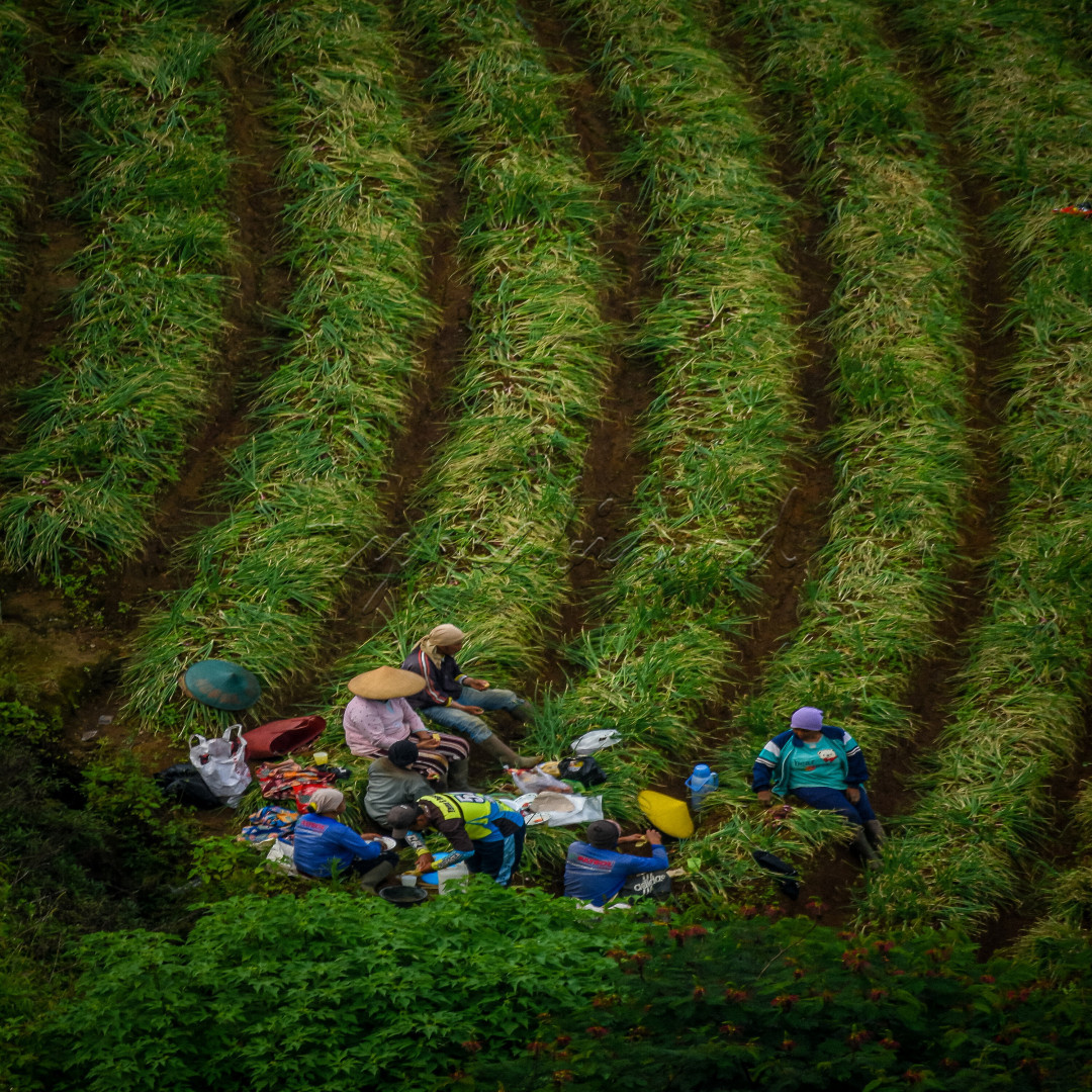 Indah nya kebersamaan petani disaat akan memanen hasil ladang bawang, bercengkrama bersama dalam keceriaan diatas suburnya negri Indonesia