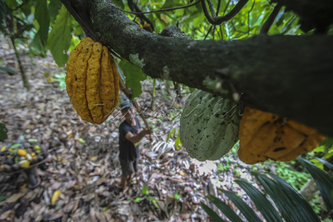 Petani di Aceh Besar memanen Kakao di kebunya. Indonesia adalah negara penghasil kakao terbesar ketiga di dunia setelah Pantai Gading dan Ghana. Kakao yang merupakan bahan baku pembuatan coklat yang menjadi salah satu hasil komoditi ekspor Indonesia.<br />
