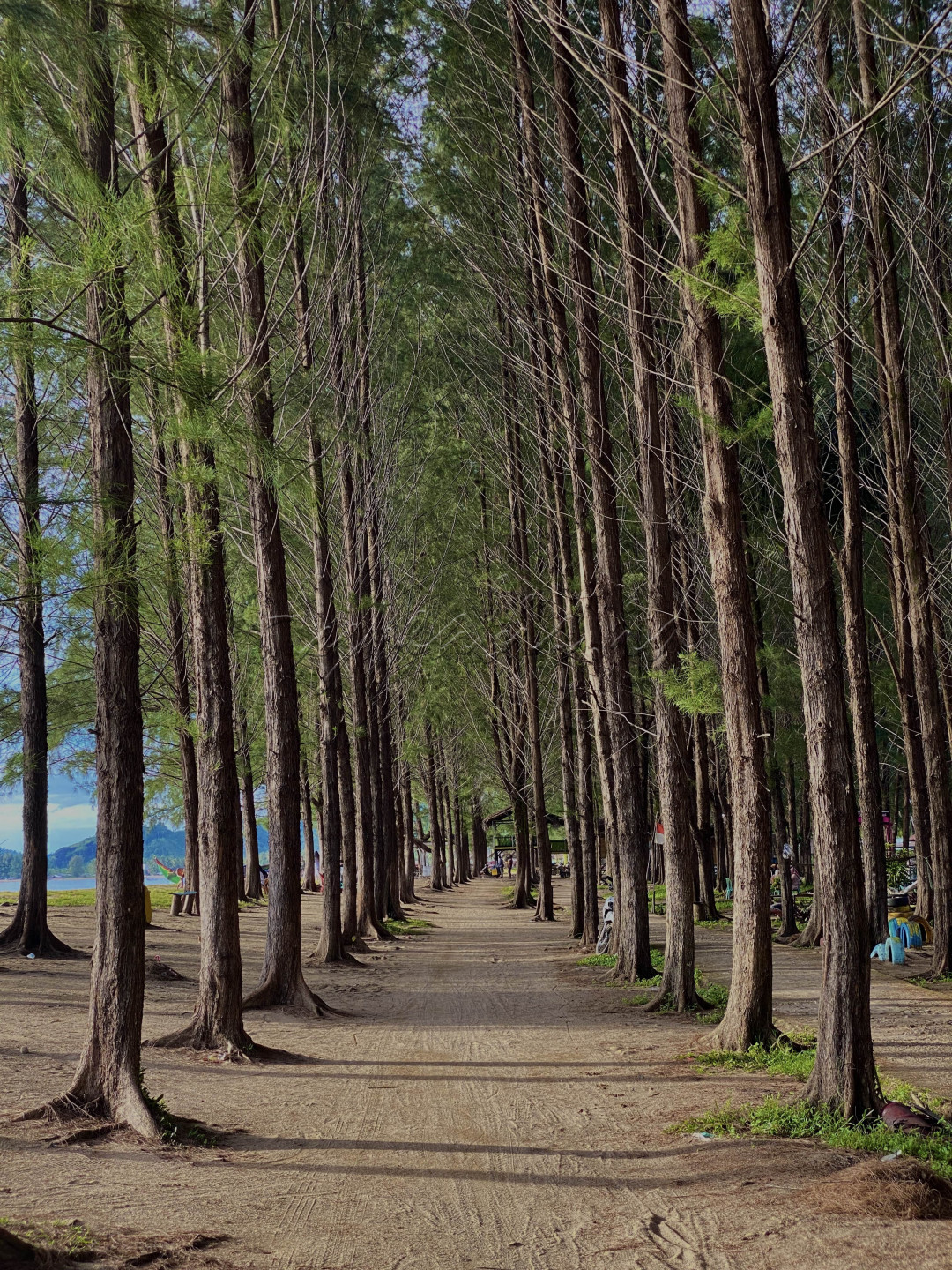 Barisan pohon pinus menghiasi pantai di kabupaten pesisir selatan. Pohon yang rindang tersusun rapi menambah kesejukan dikala menikmati sejuknya udara pantai