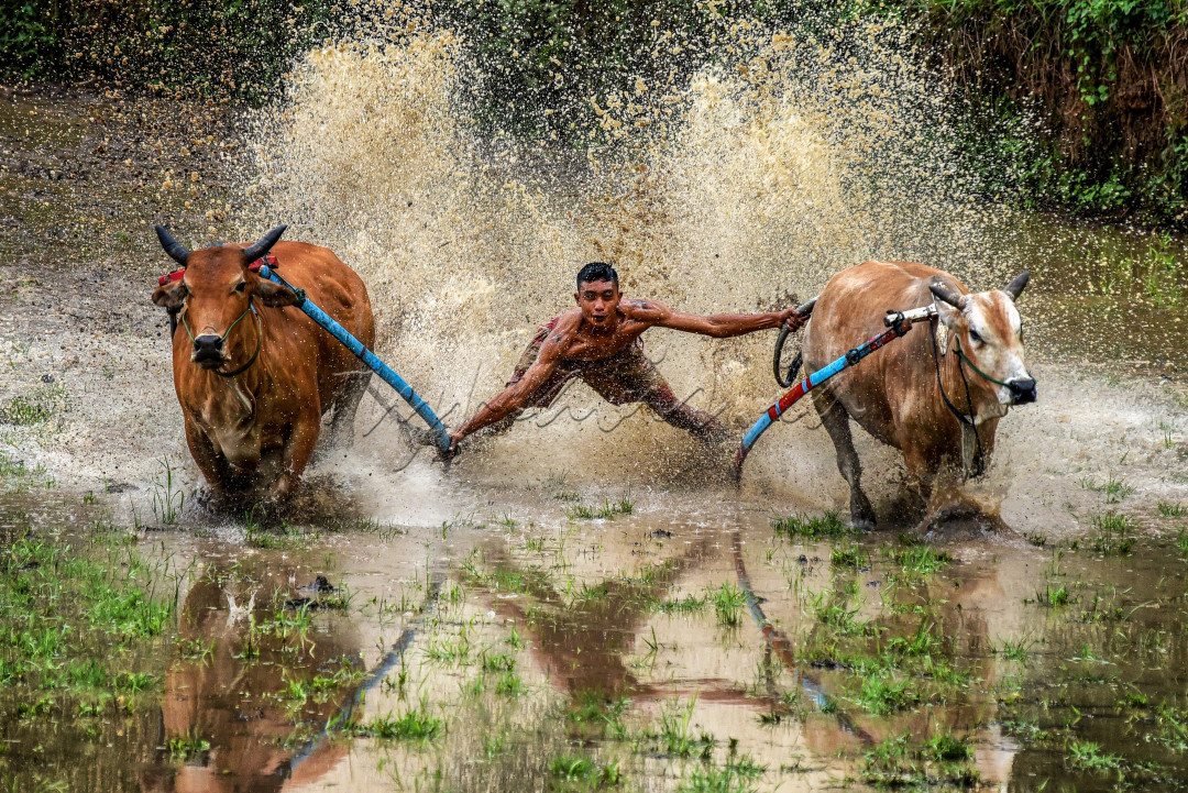 <br />
Pacu Jawi adalah sebuah atraksi permainan tradisional berupa pacu sapi yang berasal dari kabupaten Tanah Datar, Sumatera Barat, Sebagai salah satu upacara Adat Sumatera Barat yang sangat ternama, Pacu Jawi telah ada sejak berabad-abad lalu. Permainan ini awalnya dilakukan setelah panen padi di kabupaten Tanah Datar, terutama di kecamatan Sungai Tarab, Pariangan, Lima Kaum, dan Rambatan.Dahulunya, permainan ini hanya dilakukan dua kali dalam satu tahun, menyesuaikan siklus panen ketika itu. Namun karena sekarang siklusnya lebih pendek, acaranya diadakan lebih sering, Filosofi Pacu Jawi juga terlihat dari sistem penilaiannya. Yang mendapat nilai tertinggi bukanlah sapi yang paling cepat atau yang pertama sampai ke garis finish, melainkan sapi yang berlari lurus hingga akhir. Dari sini bisa kita ambil hikmah bahwa lebih baik mengutamakan keselamatan daripada tergesa-gesa tetapi celaka.