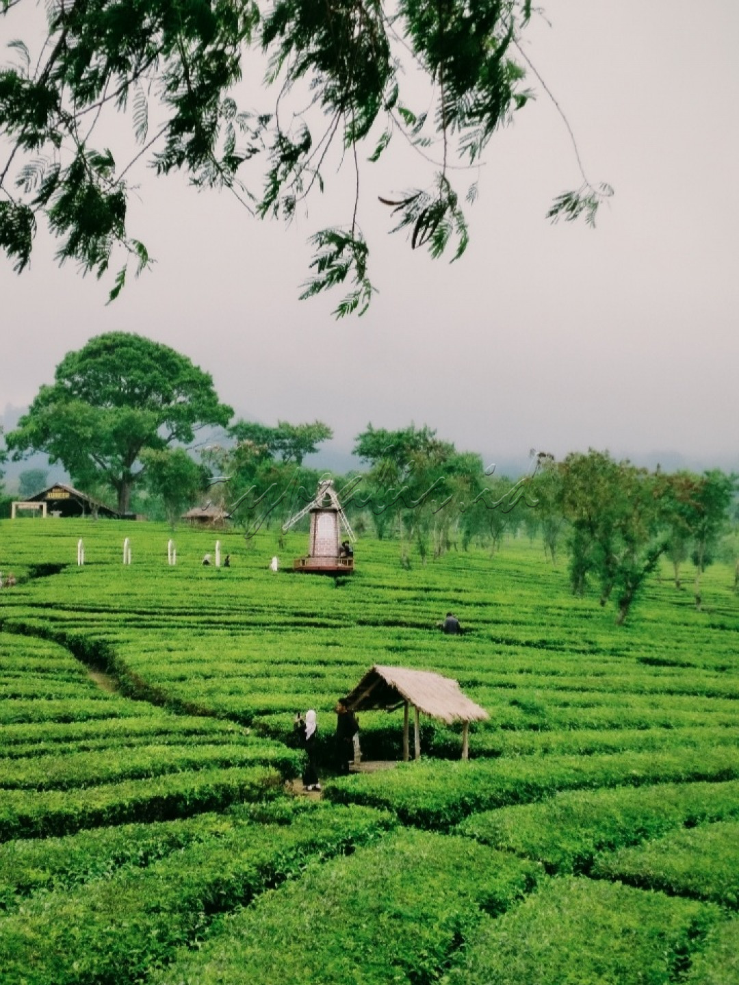 Bukit Kuner <br />
(Kebun Teh Wonosari)<br />
<br />
Perkebunan yang sekaligus dijadikan sebagai objek wisata edukasi memetik dan mengolah teh.<br />
Kebun Teh Wonosari ini terletak di dataran tinggi lereng Gunung Arjuna Malang. Kebun teh ini berada di ketinggian 1250 Mdpl, dan tentunya menawarkan pemandangan hijau yang memanjakan mata dan menyejukkan. Kebun ini berdiri diatas lahan seluas 1.144 hektar, dan menjadi satu-satunya kebun teh di Jawa Timur yang diolah sebagai obyek wisata.<br />
<br />
#lombafotonusantarasakti<br />
#bisnisindonesiafoto<br />
#hypeabisid